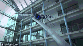 Robotic Dragonfly
