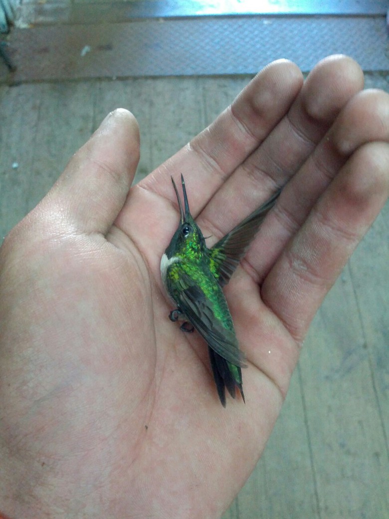 Hummingbird