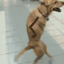 Nice to Meet You, Dog