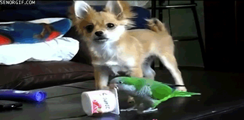 Hund vs Papegoja