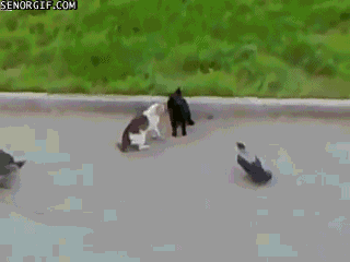 Catfight och fåglar
