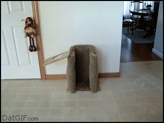 Doggie dinner time