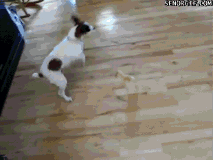 Ankunge jagar hunden