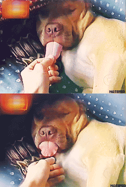 Kuslig hund