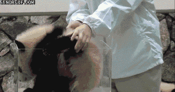 söt panda baby ramlar