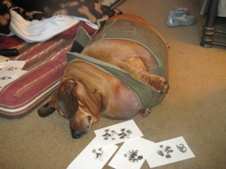 Enormt tjock hund