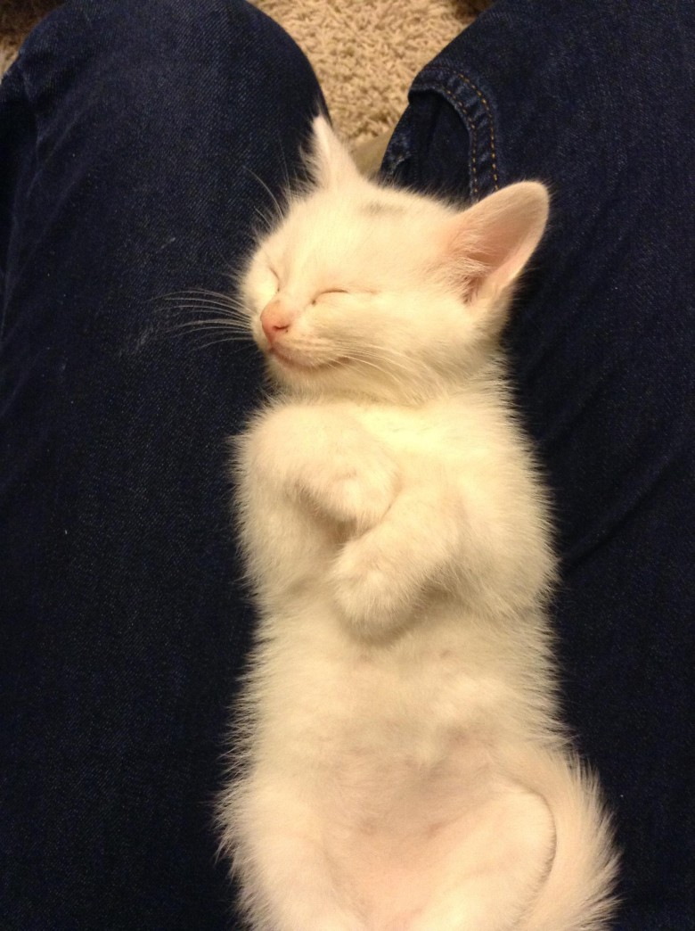 Glad katt