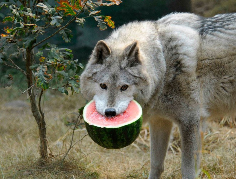 Melon är också gott
