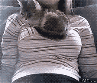 If it's tits