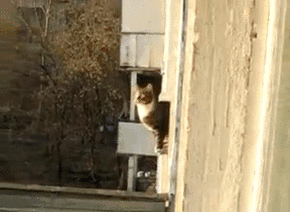 Parkour cat