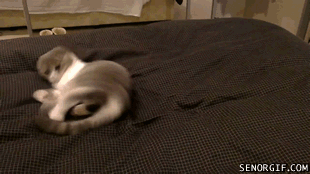Katten har kul med svansen