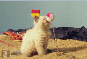 Skön katt