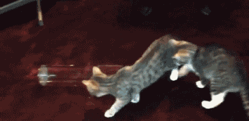 Tube of cat