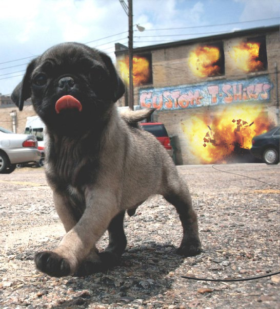 Pug thug
