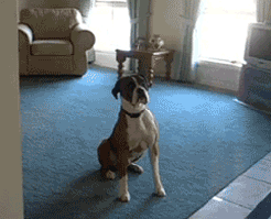 Why I love dogs...