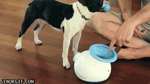 iFetch