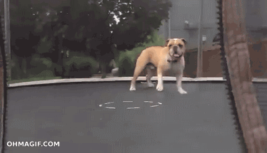 Hunden gör backflip på en Studsmatta