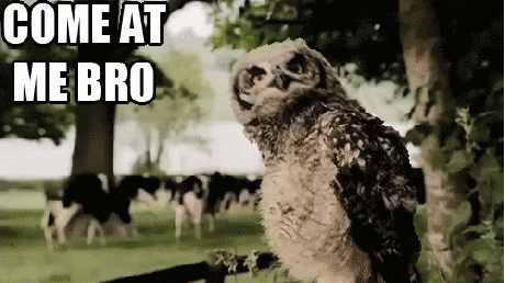 Come at me bro