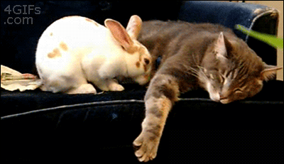 Cuddle attack