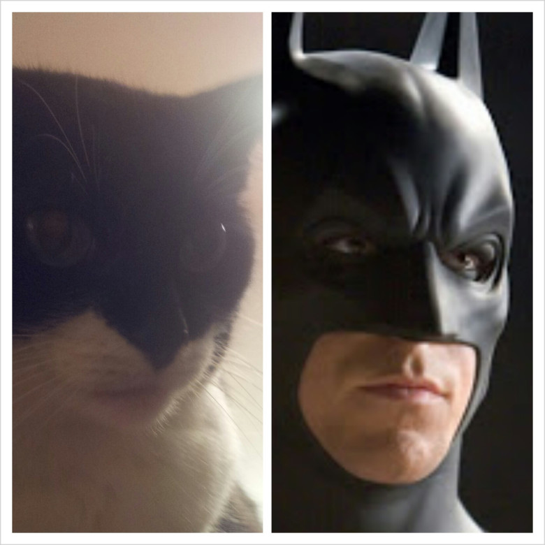 Catman