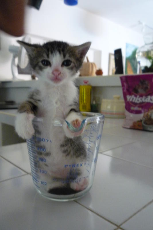 Lets make kittycake