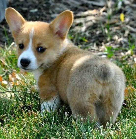 Fluffy and proud