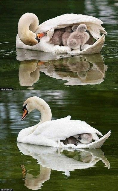 Mamma båt