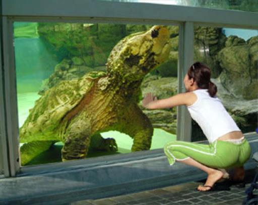 Alligatorsköldpadda