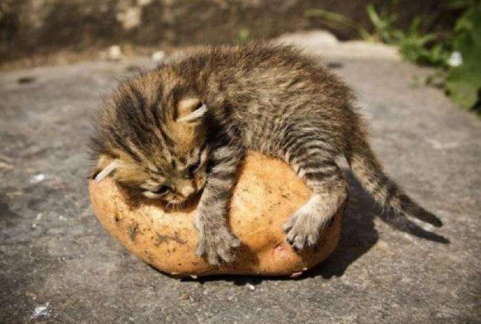 Min potatis