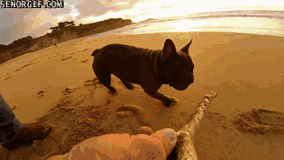 Fetch