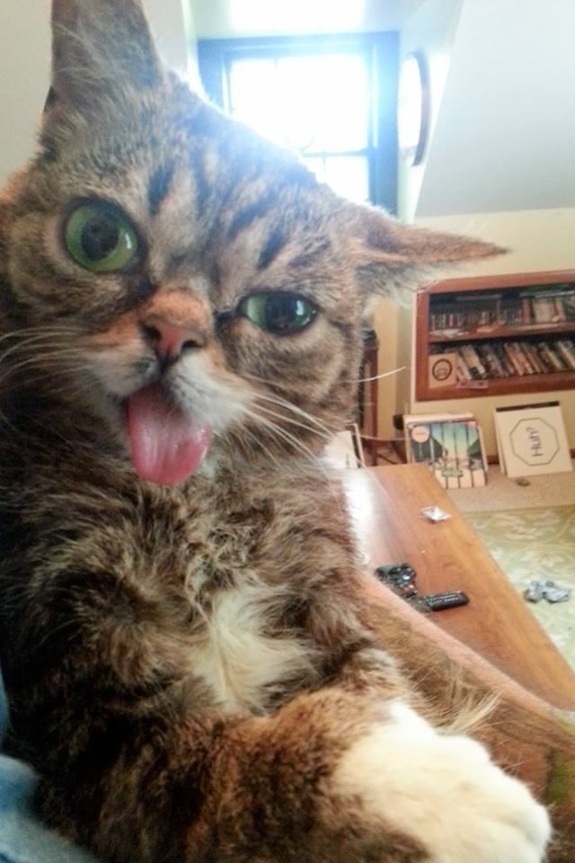 Galen katt