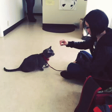 High five cat