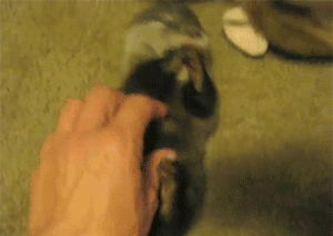 Kittlig utter