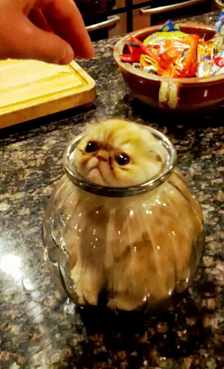 Grumpy kitty