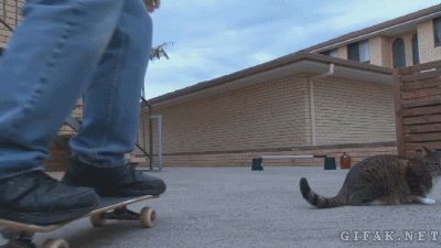 Catskater