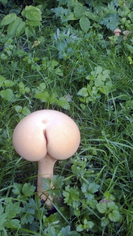 Mooned