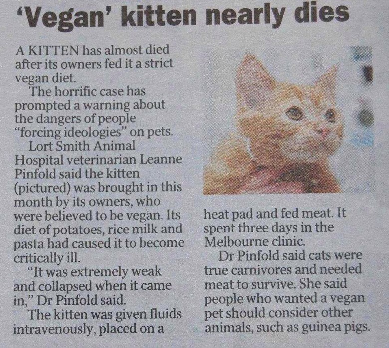 Vegan katt
