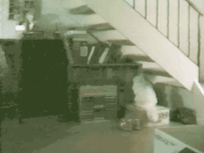 Anti-Gravity Katt