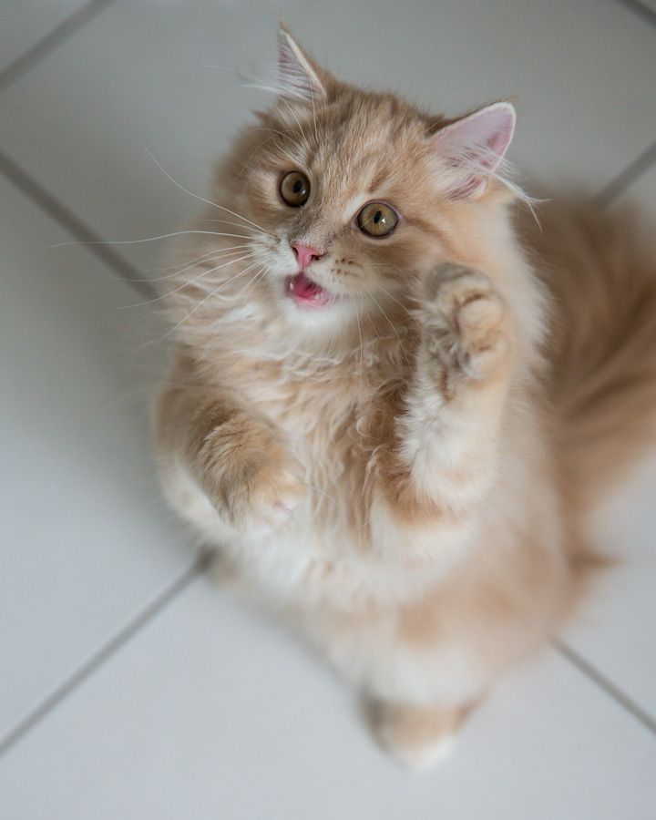 Hello