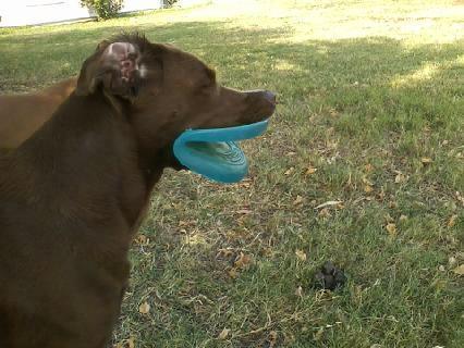 Frisbee läppar