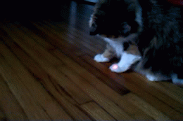 Lat katt