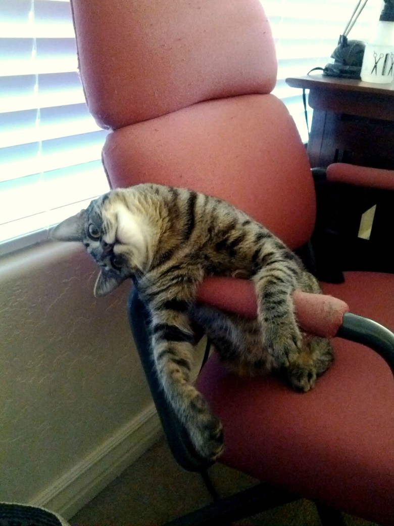 Durr cat