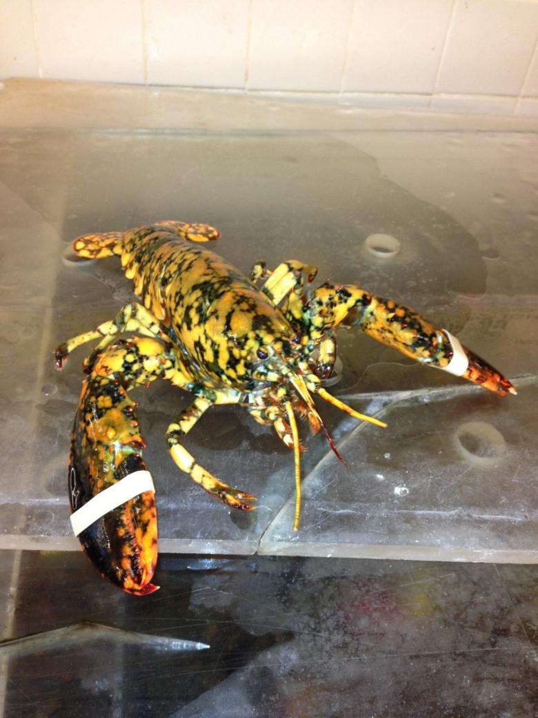 Fläckig hummer