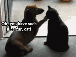 Cat being cat