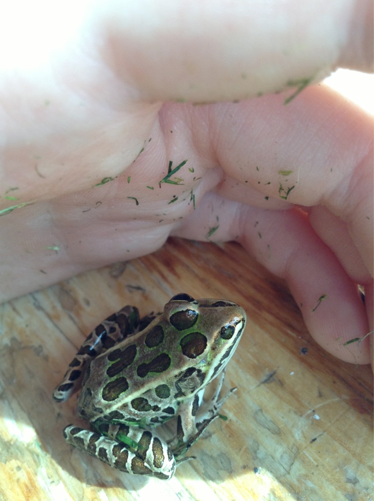 One eyed frog