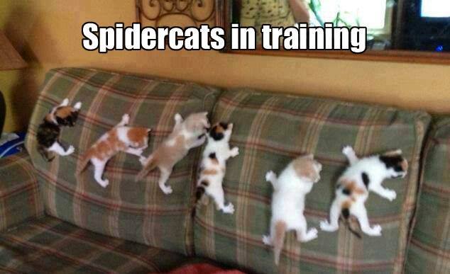 Spidercats