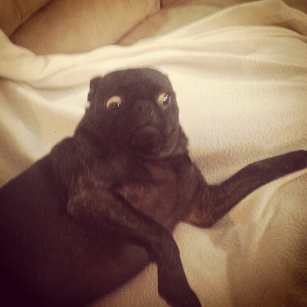 WTF human