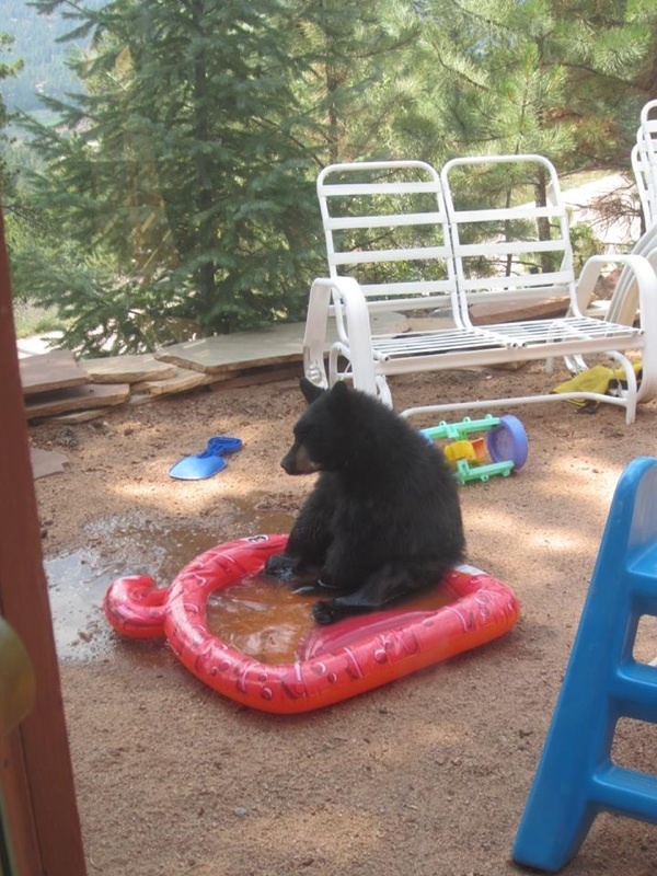Sad Bear