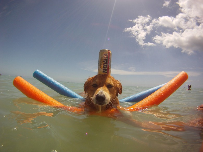 Party animal
