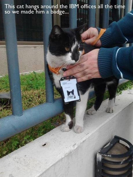 IBM cat